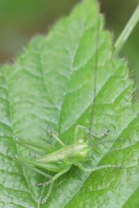 Grande Sauterelle verte