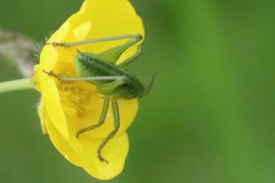 Grande Sauterelle verte