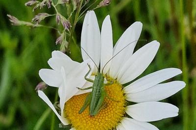 Grande Sauterelle verte