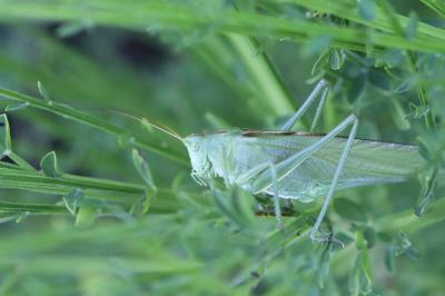 Grande Sauterelle verte