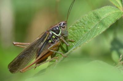 Decticelle bariolée