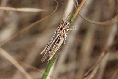 <i>Chorthippus</i>