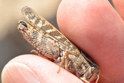 Caloptène italien