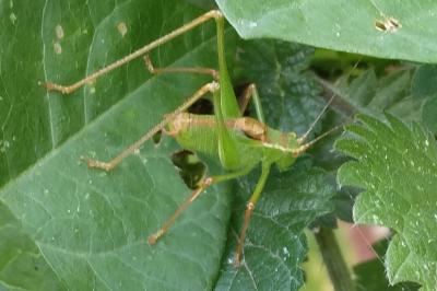 Leptophye ponctuée