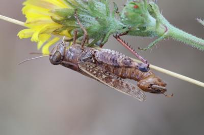 Caloptène italien