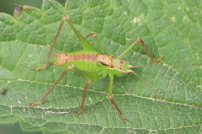 Leptophye ponctuée