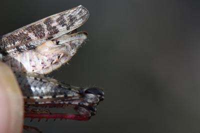 Caloptène italien