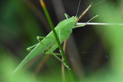Phanéroptère méridional