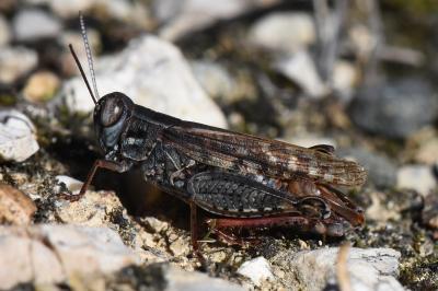 Caloptène italien