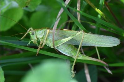 Grande Sauterelle verte