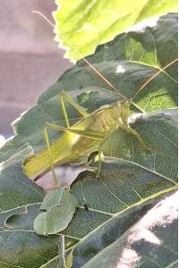 Grande Sauterelle verte