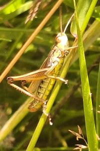 Criquet des pâtures