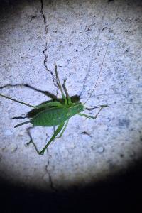 Leptophye ponctuée