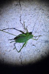 Leptophye ponctuée