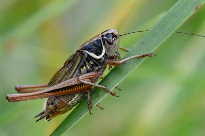 Decticelle bariolée