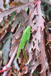 <i>Phaneroptera</i>