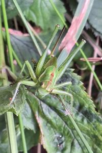 Grande Sauterelle verte