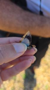 OEdipode turquoise