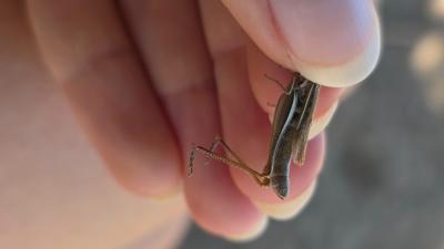 <i>Euchorthippus elegantulus</i>