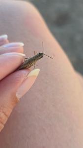 <i>Euchorthippus elegantulus</i>