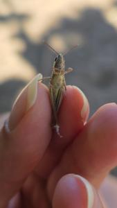 <i>Euchorthippus elegantulus</i>