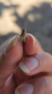 <i>Euchorthippus elegantulus</i>