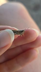 <i>Euchorthippus elegantulus</i>