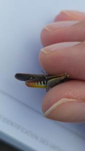 <i>Chorthippus</i>