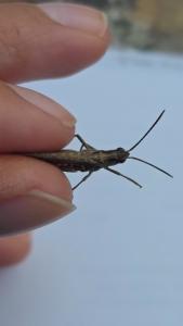 <i>Chorthippus</i>