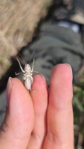 Decticelle carroyée