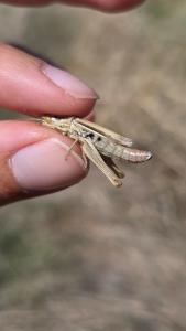 <i>Euchorthippus elegantulus</i>