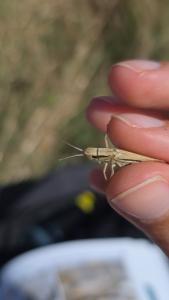 <i>Euchorthippus elegantulus</i>