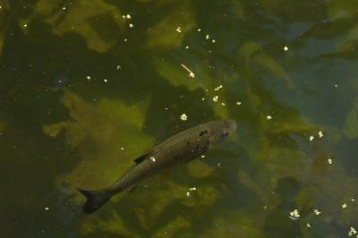 <i>Squalius cephalus</i>
