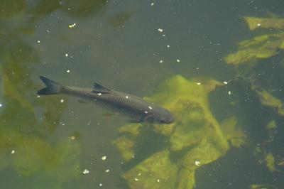 <i>Squalius cephalus</i>
