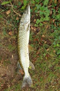 Brochet
