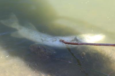 Brochet