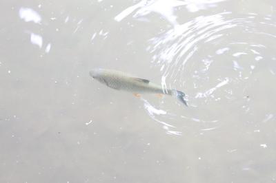 <i>Squalius cephalus</i>