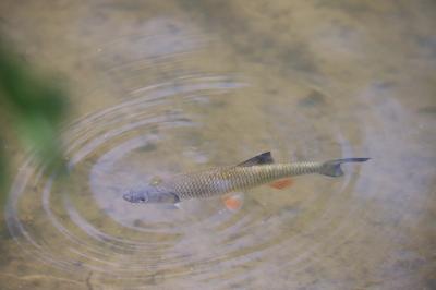 <i>Squalius cephalus</i>