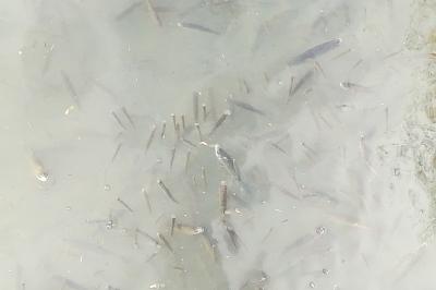 <i>Squalius cephalus</i>