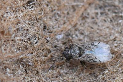 <i>Nysius</i>