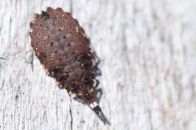 <i>Aradus versicolor</i>