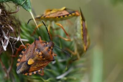 <i>Carpocoris purpureipennis</i>