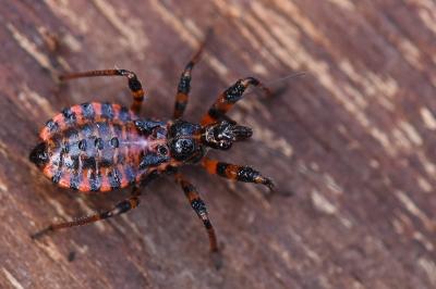 <i>Rhynocoris annulatus</i>