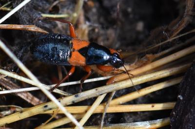 <i>Prostemma guttula</i>