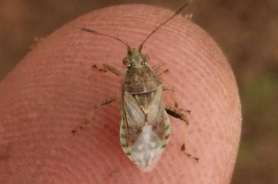 <i>Stictopleurus punctatonervosus</i>