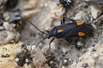 <i>Capsodes flavomarginatus</i>