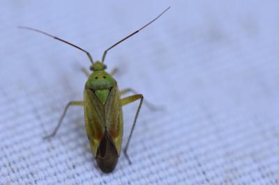 <i>Closterotomus norwegicus</i>