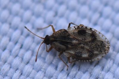 <i>Dictyla humuli</i>