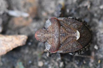<i>Dyroderes umbraculatus</i>