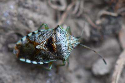 <i>Elasmucha grisea</i>